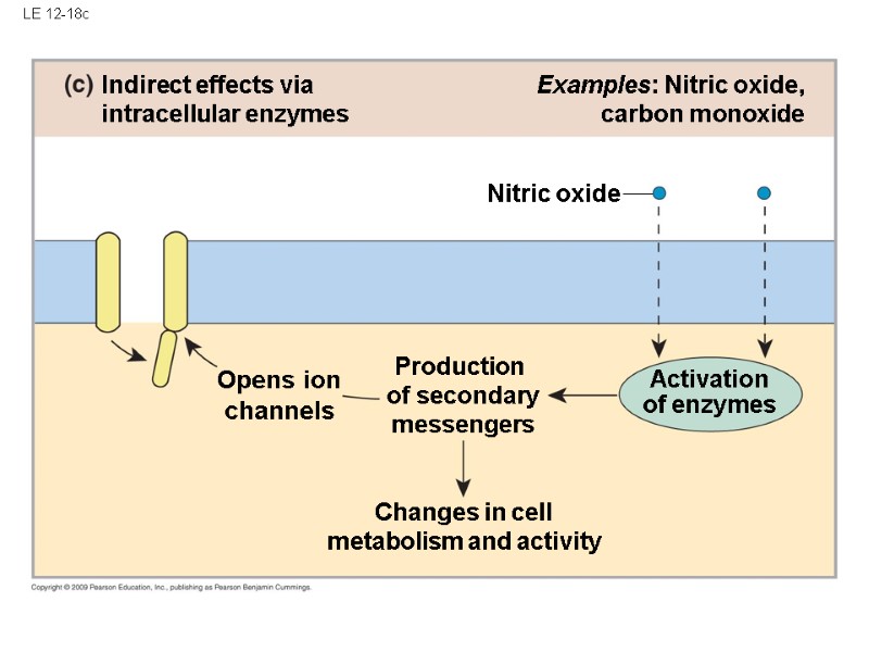 LE 12-18c Changes in cell metabolism and activity Examples: Nitric oxide, carbon monoxide Opens